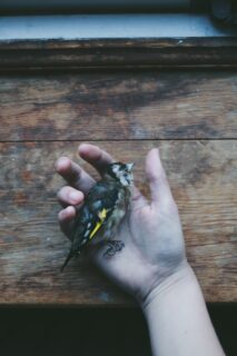 goldfinch in hand